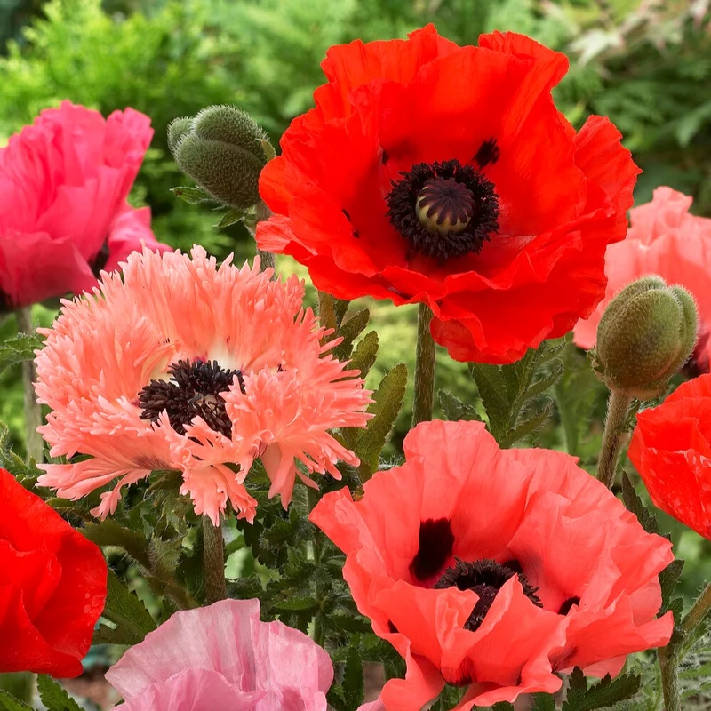 Orientalischer Mohn Mischung (x3)