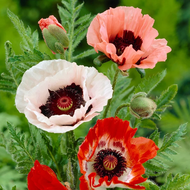 Orientalischer Mohn Mischung (x3)