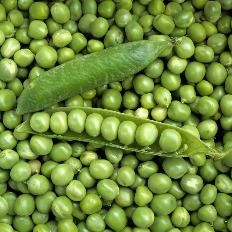 Markerbse ‘Petit Provençal’