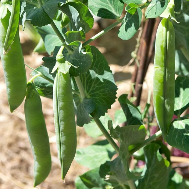 Markerbse ‘Petit Provençal’