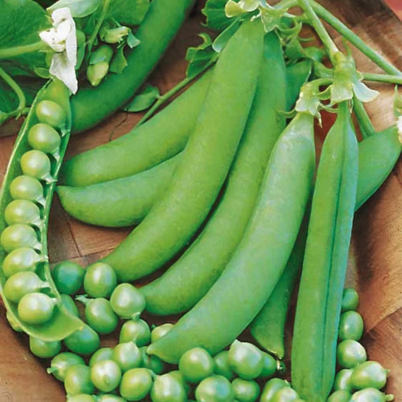 Markerbse ‘Petit Provençal’
