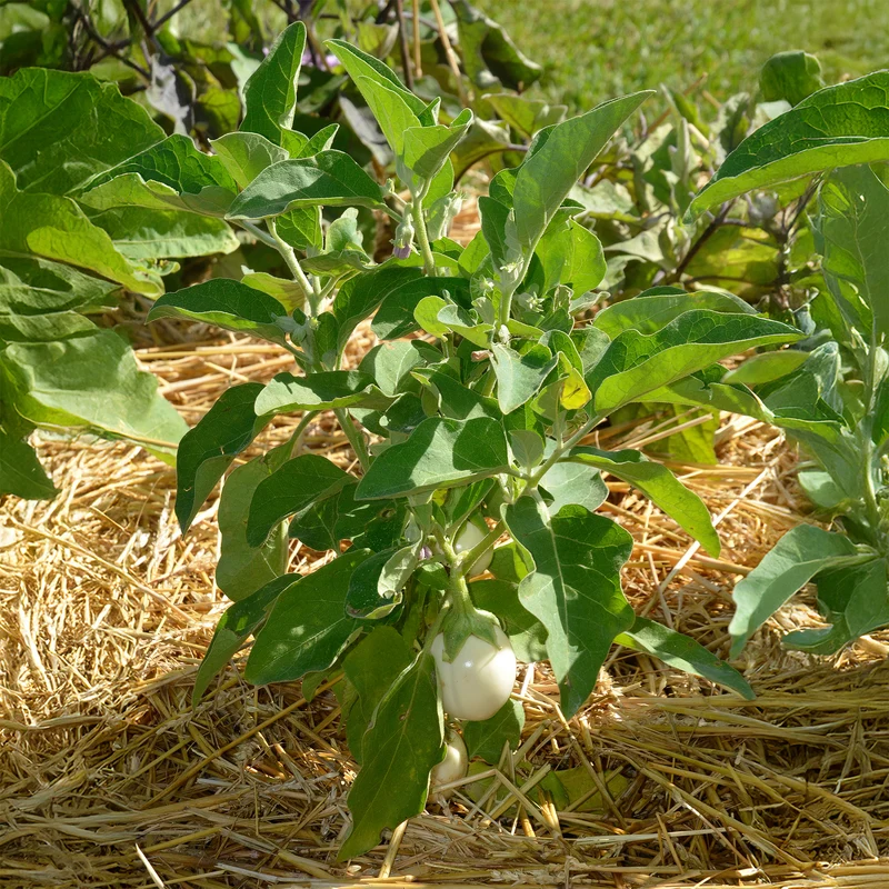 Aubergine ‘Blanche ronde à œufs’