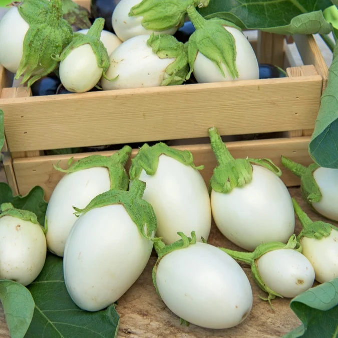 Aubergine ‘Blanche ronde à œufs’