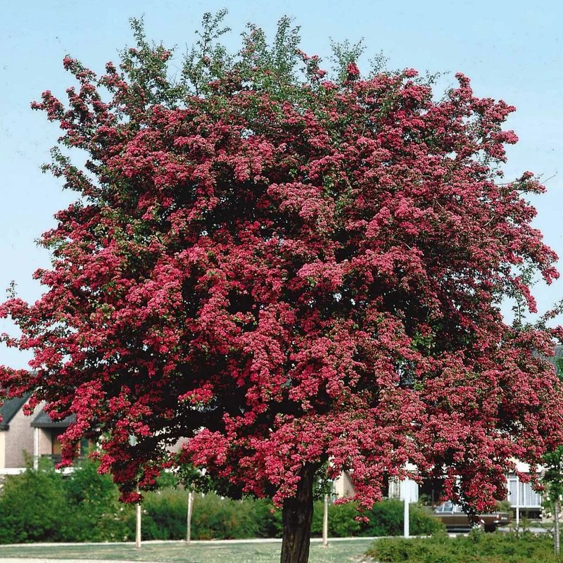 Weißdorn ‘Paul’s Scarlet’