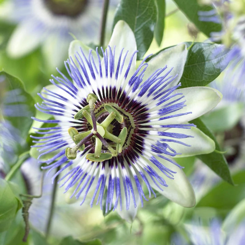 Passionsblume Clear Sky