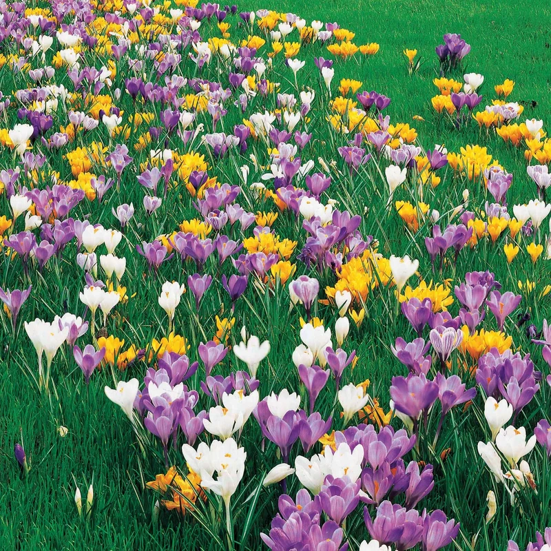 Großblütige Krokusse Mischung (x100)