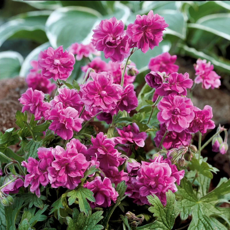 Storchschnabelmischung Double Jewel (rosa, blau, weiß) (x3)