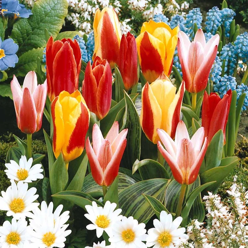 Tulpen-Kollektion 3 Monate Blüte (x60)