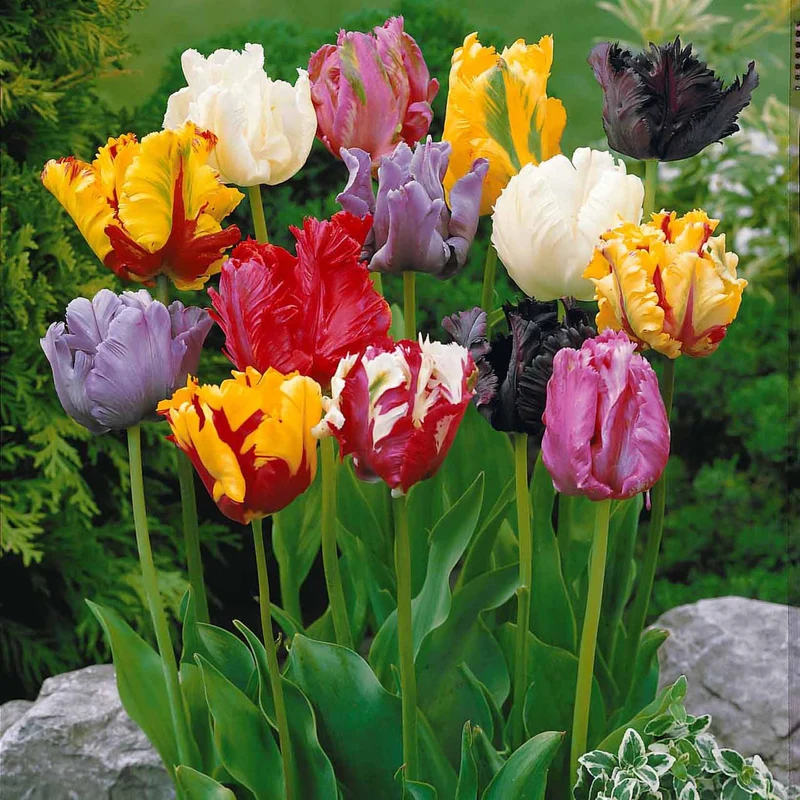 Tulpen-Kollektion 3 Monate Blüte (x60)