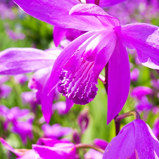 Gartenorchidee Bletilla (x2)