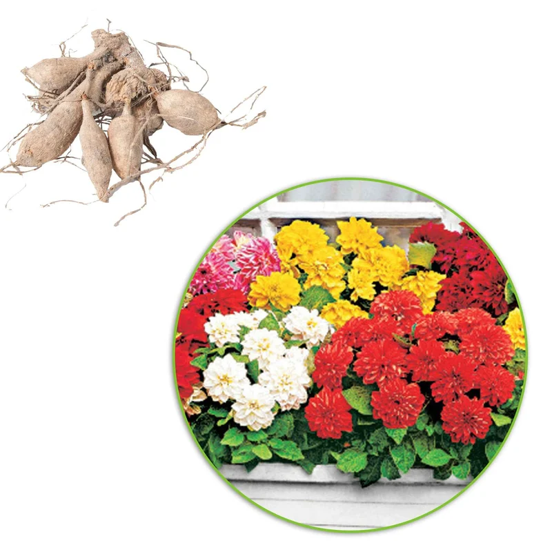 Dahlien Mischung 'Terrace View' (x5)