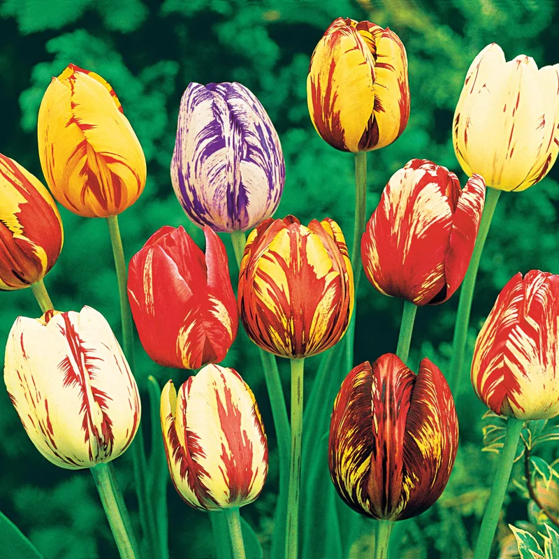 Geflammte Tulpen Mischung (x20)