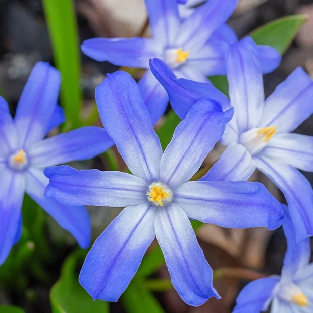 Blaue Schneeglöckchen (x10)