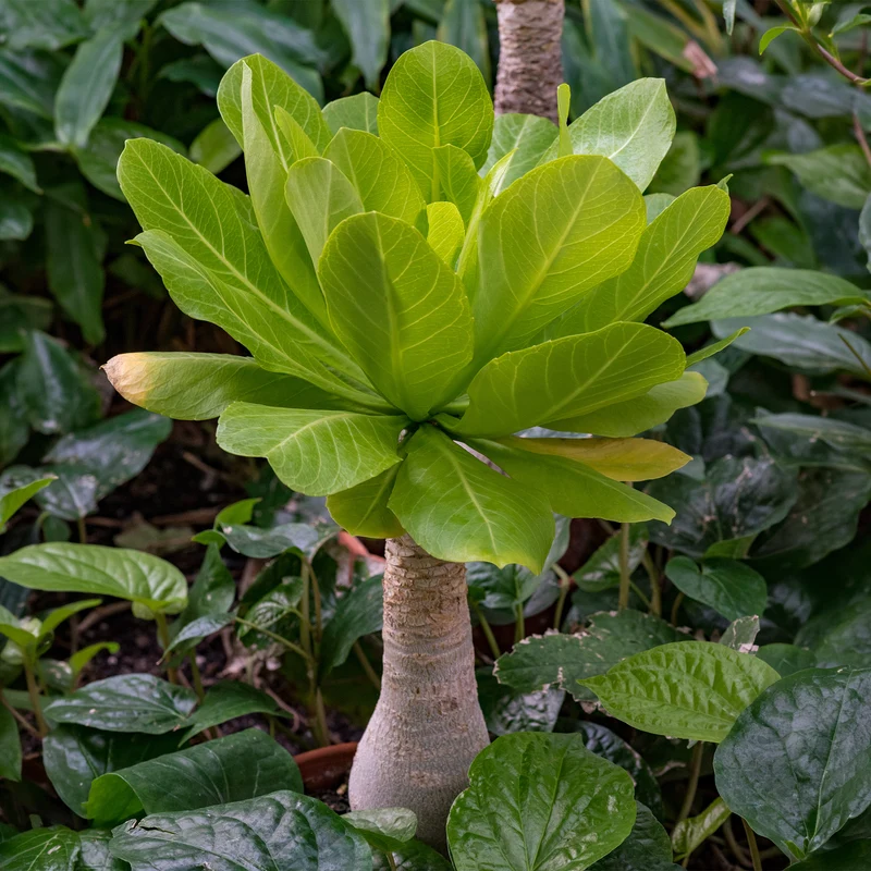Hawaiipalme