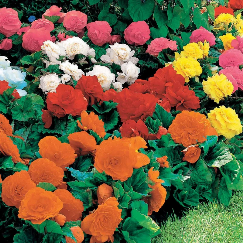 Begonien Mischung Non Stop (gelb, rot, rosa, weiß) (x16)