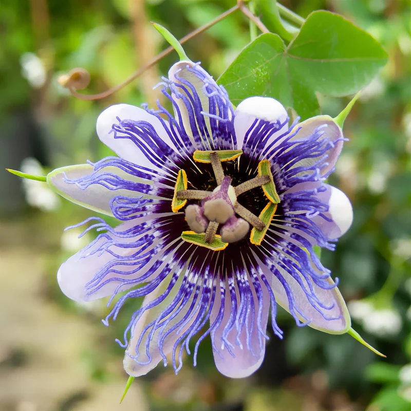 Passionsblume 'Purple Rain'