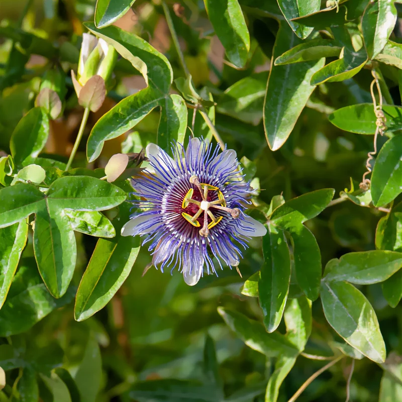 Passionsblume 'Purple Rain'