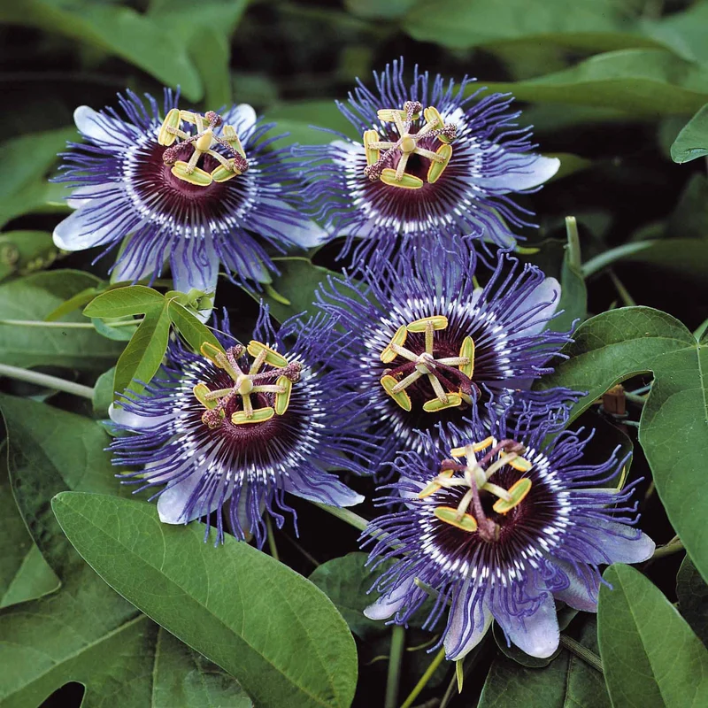 Passionsblume 'Purple Rain'