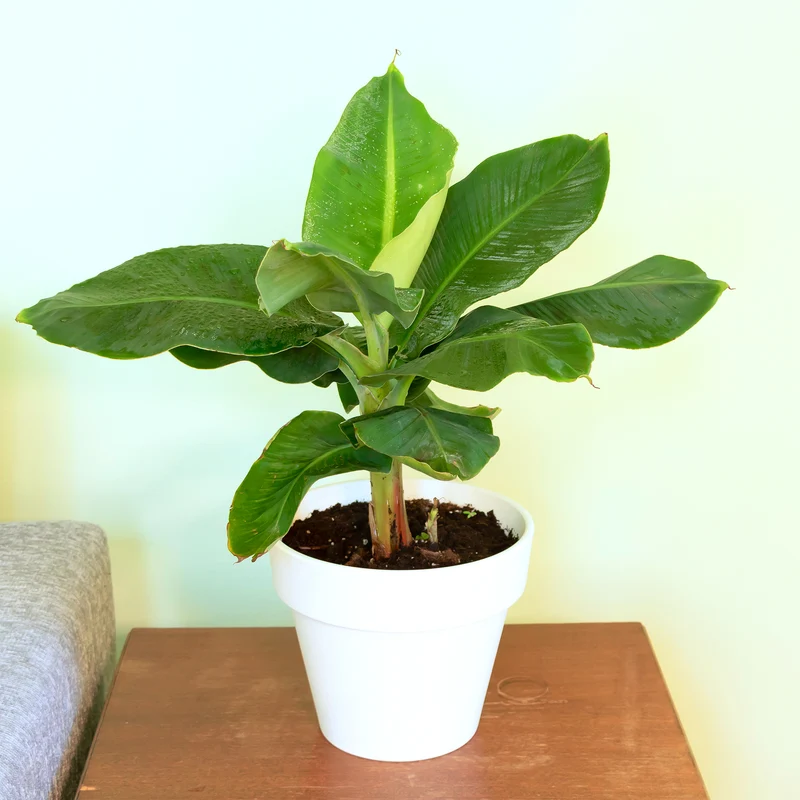 Zwergbanane Dwarf Cavendish