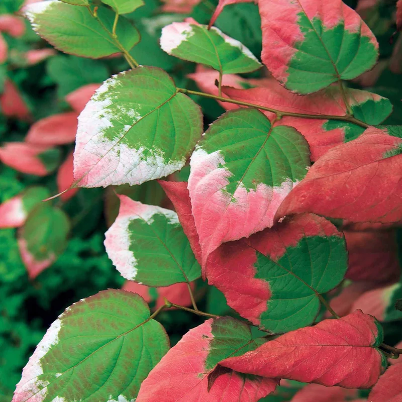 Buntlaubige Zierkiwi