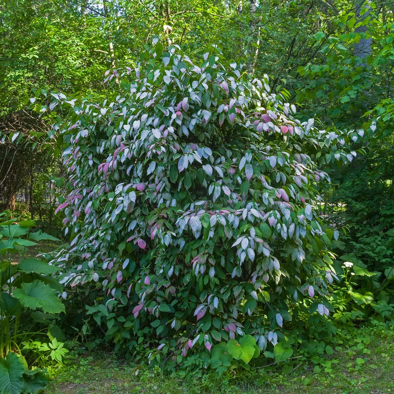 Buntlaubige Zierkiwi