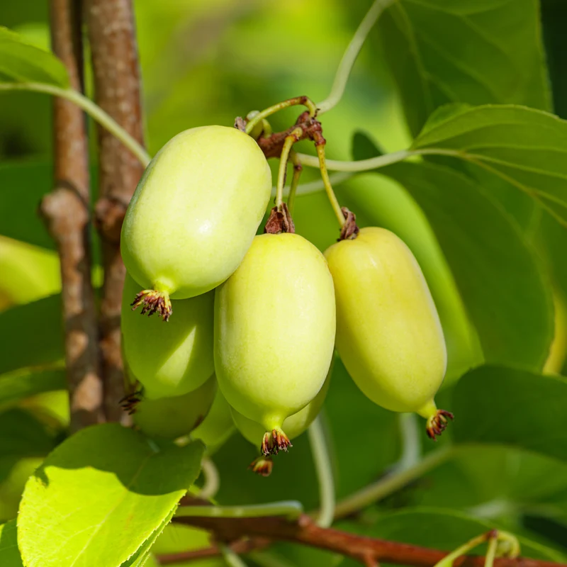 Buntlaubige Zierkiwi