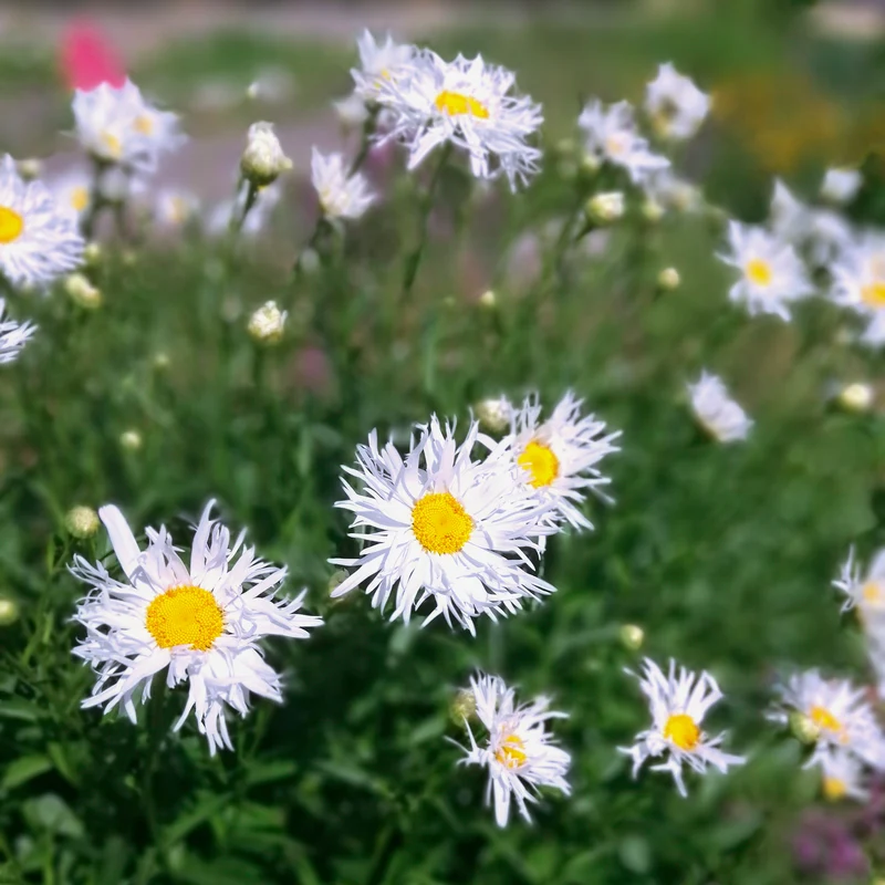 Sommermargeriten ‘Old Court’ (x3)