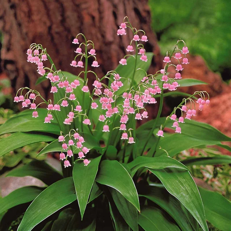 Maiglöckchen ‘Rosea’