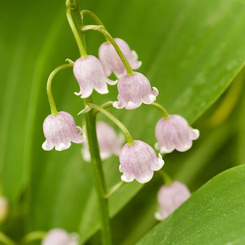 Maiglöckchen ‘Rosea’