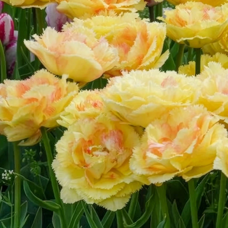 Tulpen Vaya con Dios