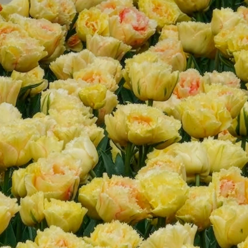 Tulpen Vaya con Dios