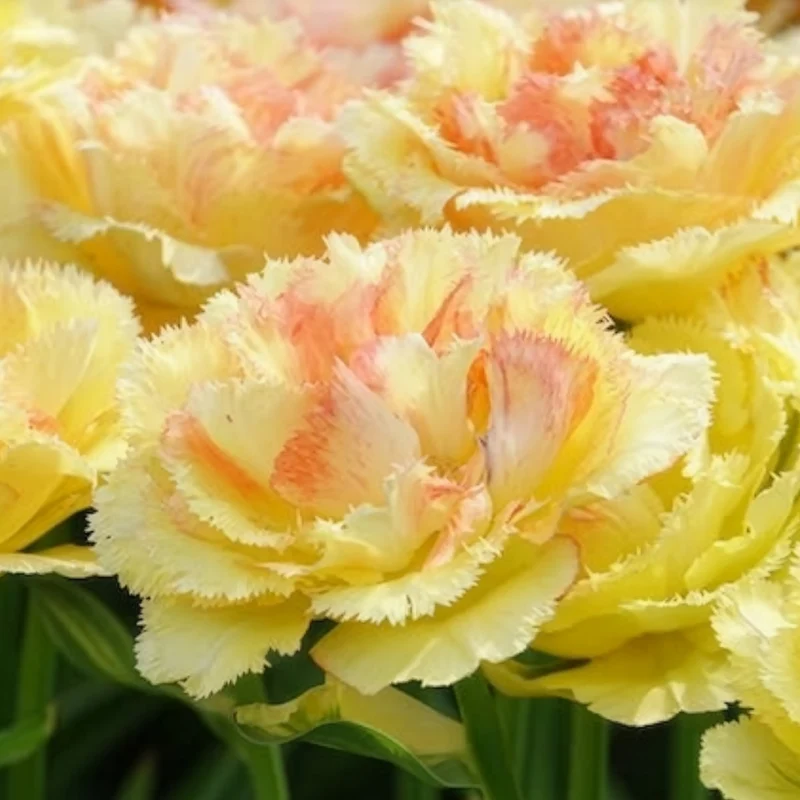 Tulpen Vaya con Dios