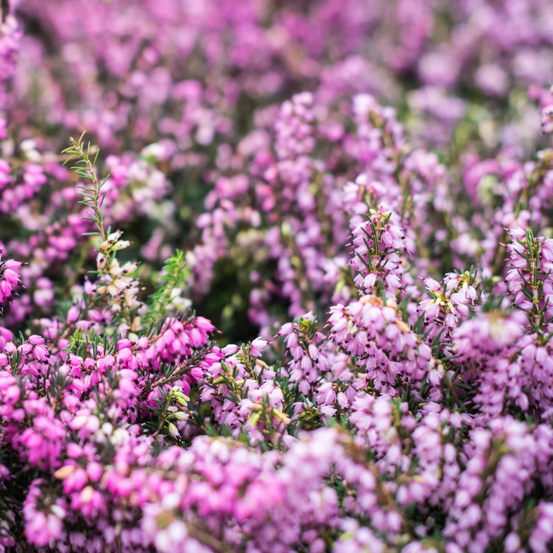 Winterheiden Mischung (rot + rosa + weiß) (x6)