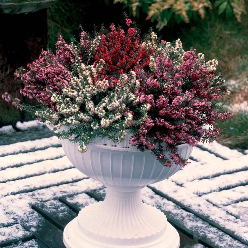 Winterheiden Mischung (rot + rosa + weiß) (x6)