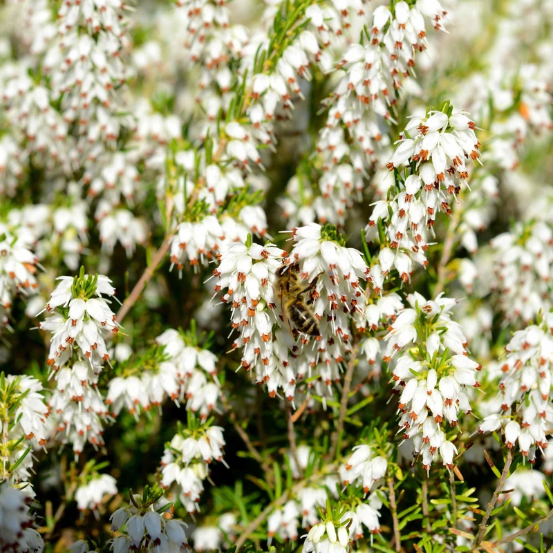 Winterheiden Mischung (rot + rosa + weiß) (x6)