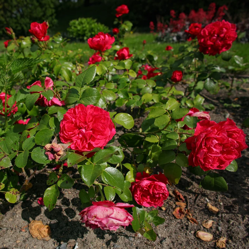 Floribunda-Rose Red Leonardo da Vinci ® Meiangele