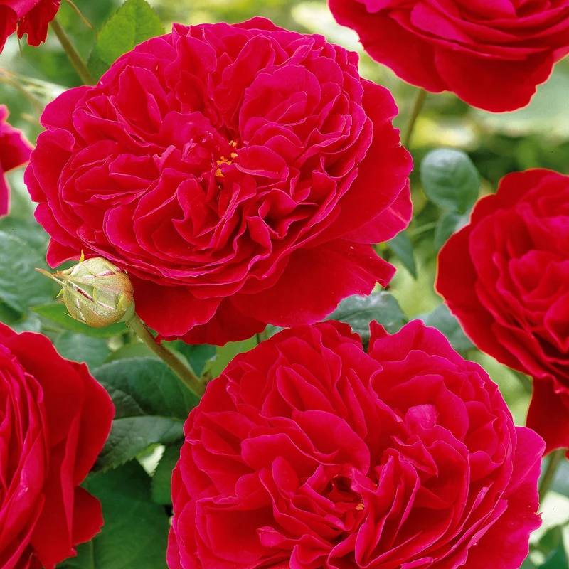 Floribunda-Rose Red Leonardo da Vinci ® Meiangele