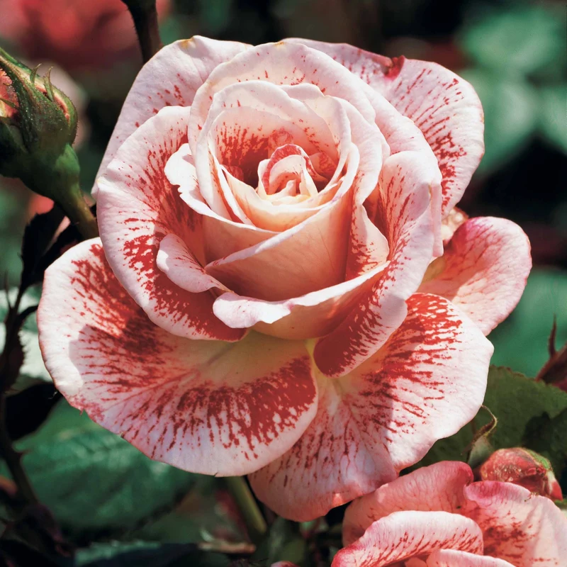 Strauchrose Famosa
