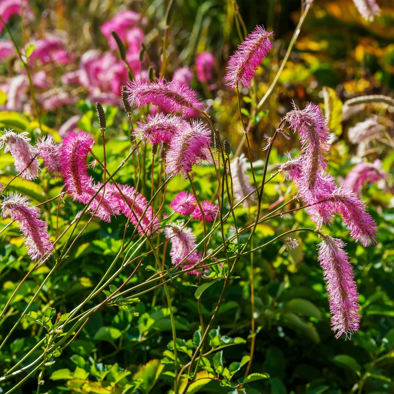 Japanischer Wiesenknopf (x3)