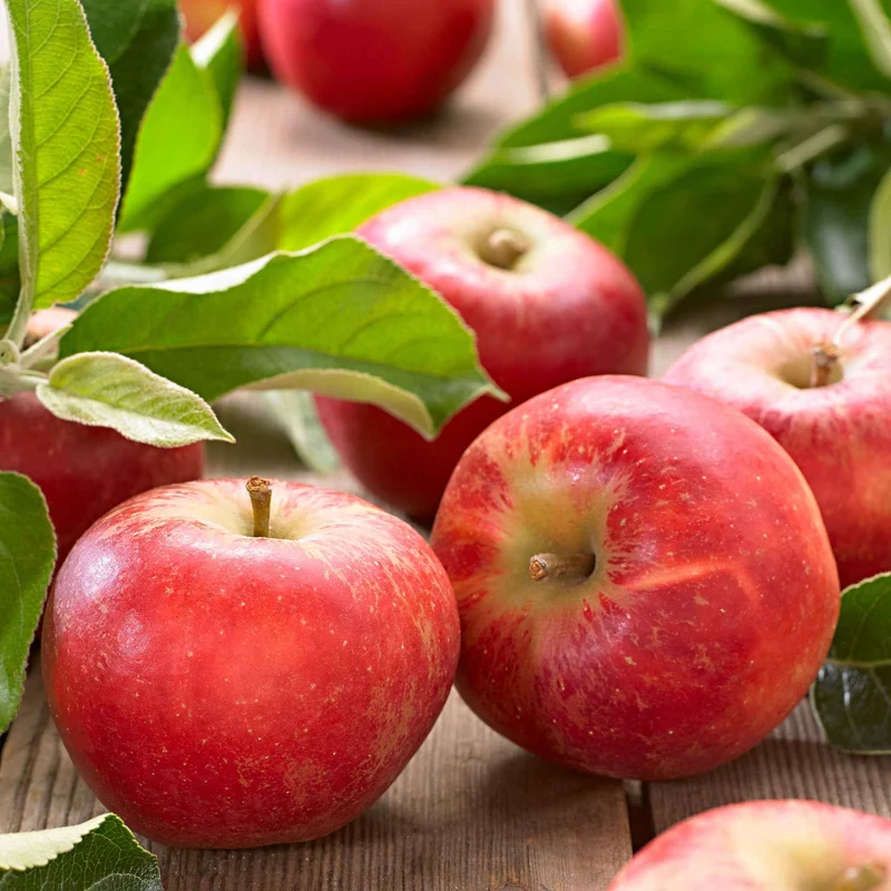 Apfel Elstar
