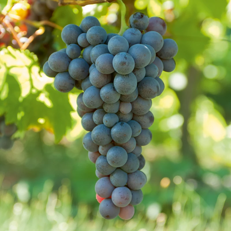 Weinreben-Kollektion (x4)