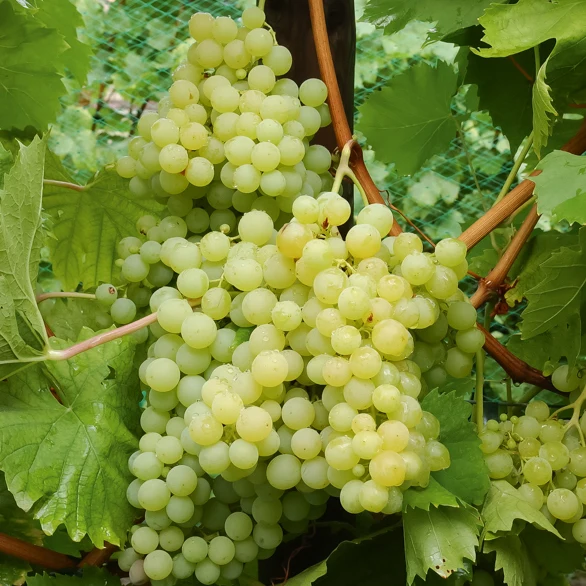 Weinreben-Kollektion (x4)