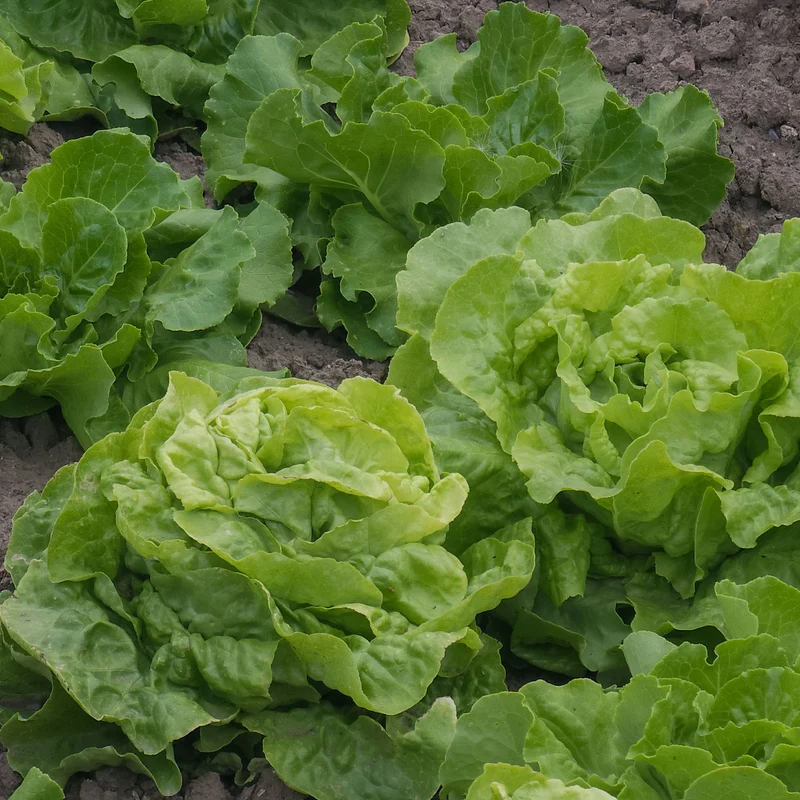 Kopfsalat Deliane