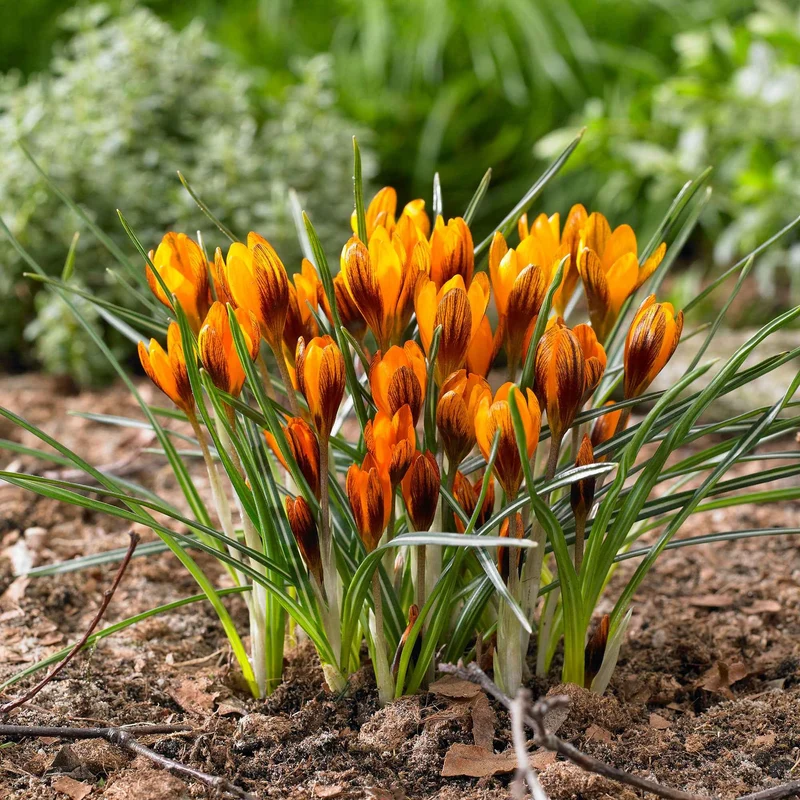 Krokus 'Orange Monarch' (x15)