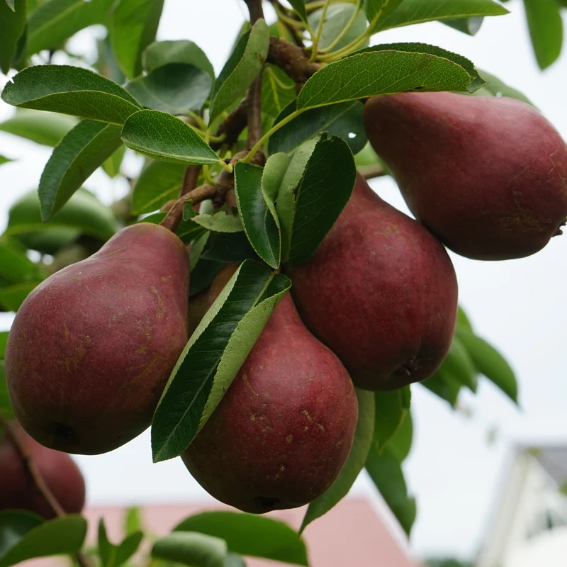 Birne ‘Williams Rot’