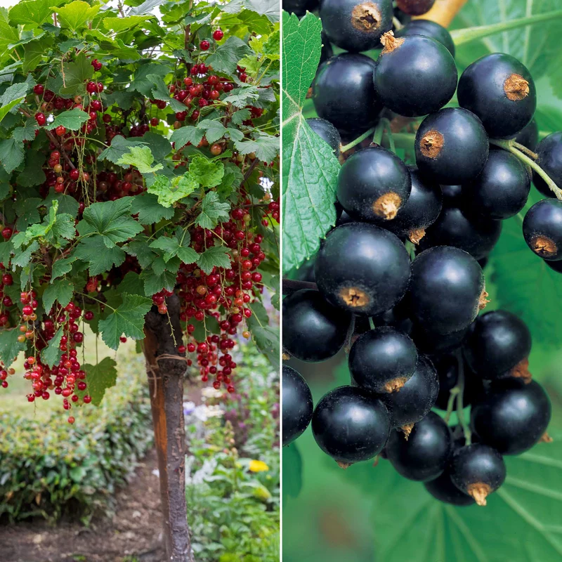 Hochstamm-Kollektion Johannisbeere & Schwarze Johannisbeere (x2)