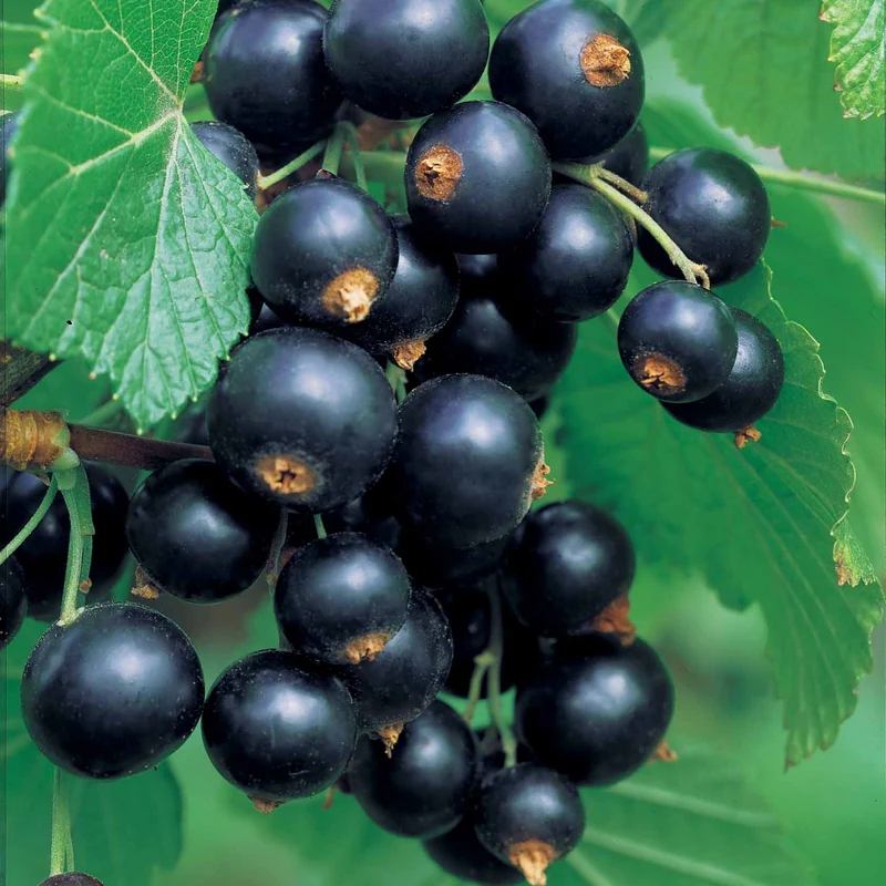 Hochstamm-Kollektion Johannisbeere & Schwarze Johannisbeere (x2)