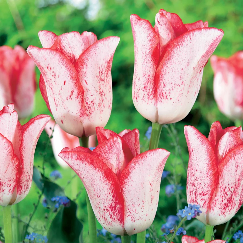 Tulpe ‘Beauty Trend’ (x10)