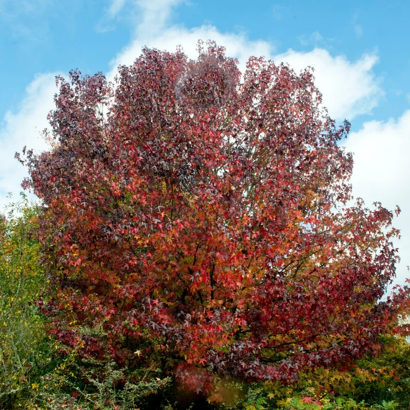 Amberbaum