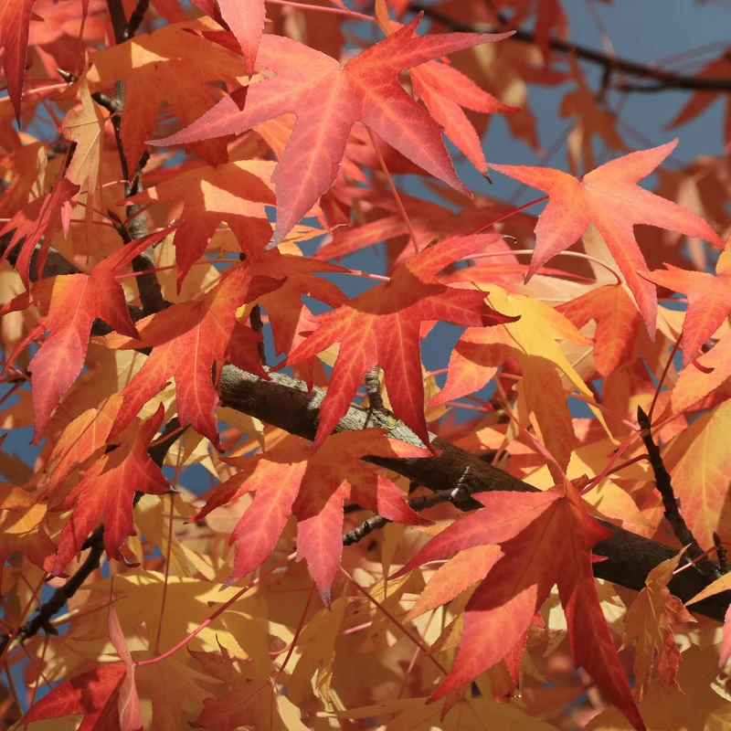 Amberbaum